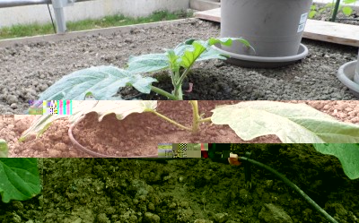 Pianta di solanum sotto tunnel.jpg