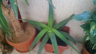 ALOE 1 (2).jpg