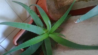 ALOE 1 mica.jpg