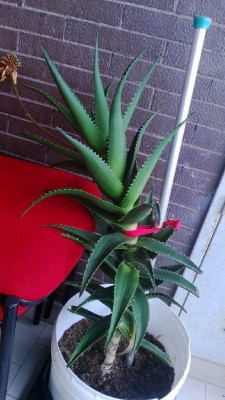 ALOE 3 (4)mic.jpg