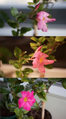 flower.jpg