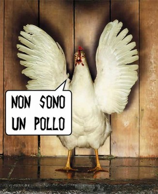 pollo.jpg