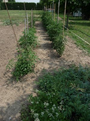 pomodori, rucola in basso a sinistra e ceci a destra.jpg