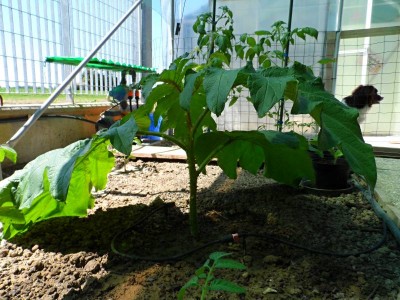 Chrysotrichum a terra sotto tunnel.jpg