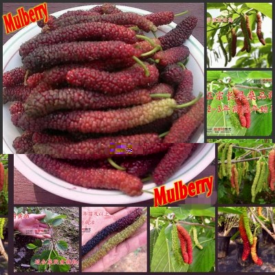 100-High-Quality-Fresh-Long-font-b-Mulberry-b-font-Fruit-Tree-Seeds-100-SEEDS.jpg