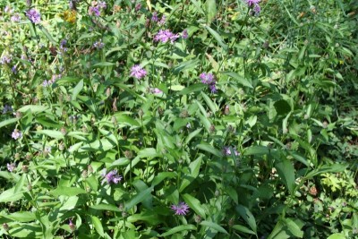 Copia di Centaurea nigrescens copia.JPG