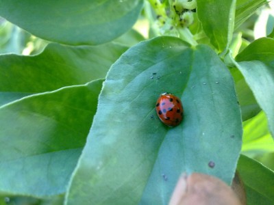 coccinella.jpg