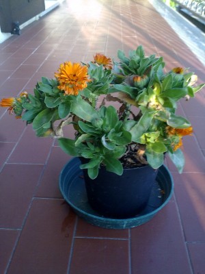 calendula1.jpg