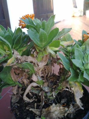 calendula2.jpg