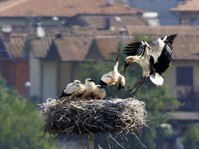 Giorno cicogna Monsummano 2014 01 (foto Roberto Spinicci).jpg