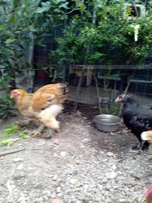 Gallo e gallina.JPG