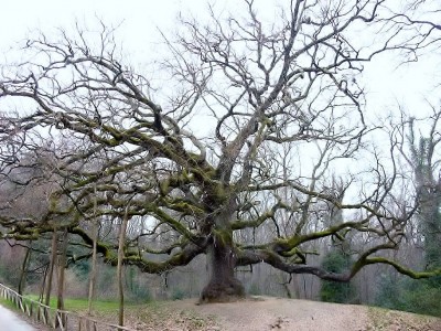 Quercia delle Streghe (foto Andrea Innocenti).jpg