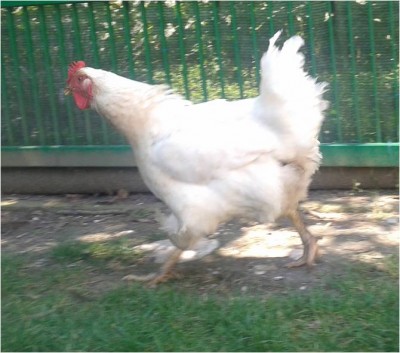 Gallina.jpg