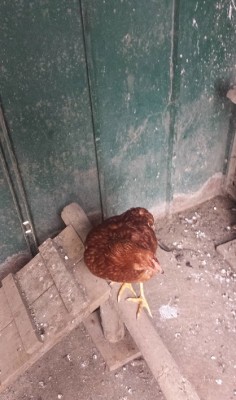 gallina.jpg