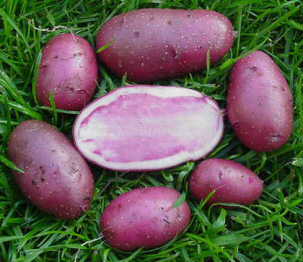 Patate highland burgundy red Foto 1.jpg