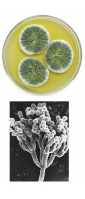 penicillium.jpg