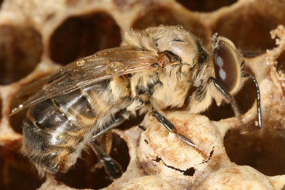 apis_mellifera_carnica_2.jpg