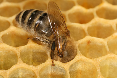 apis_mellifera_carnica_1.jpg