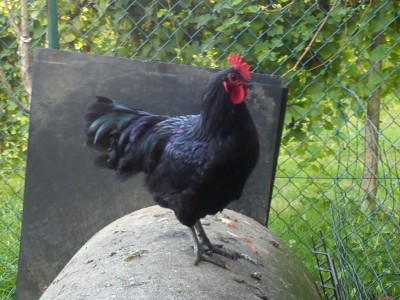 australorp.jpg