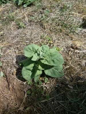 Atriplex hortensis.jpg