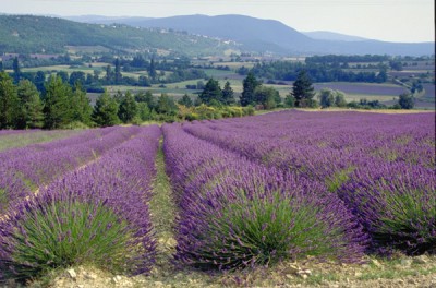 come-coltivare-la-lavanda-sul-balcone.jpg