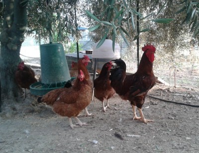 mio gallo rosso.jpg