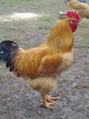 gallo lionata 2.jpg