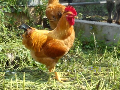 gallo giacomo.jpg