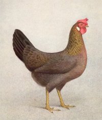 livornese_dorata_gallina.jpg