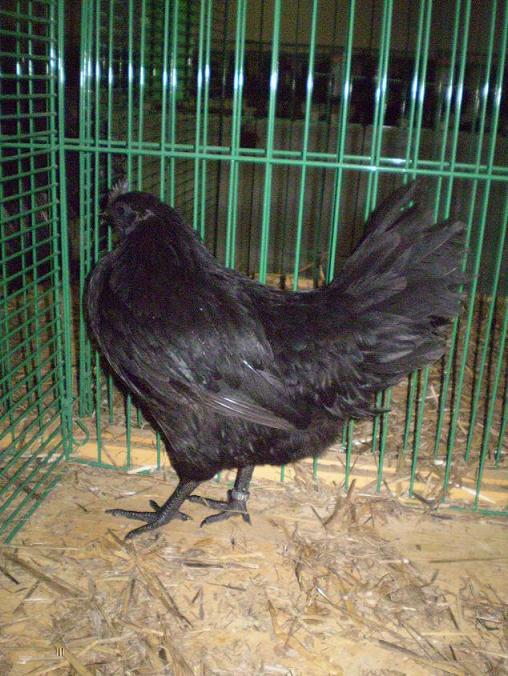 731-AyamCemani-91bb.JPG