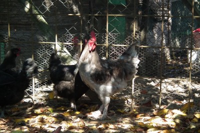 gallo marans1.JPG