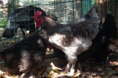 gallo marans2.JPG