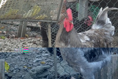 gallo marans3.JPG