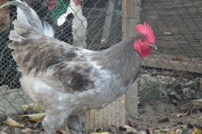 gallo marans4.JPG