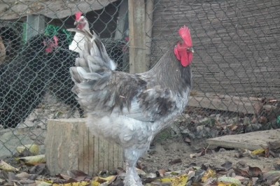 gallo marans5.JPG