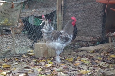 gallo marans6.JPG