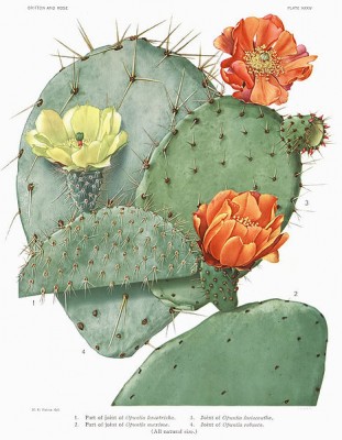 466px-Opuntia22_filtered.jpg