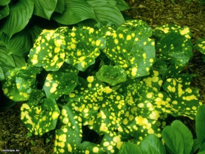 Farfugium japonicum.jpg