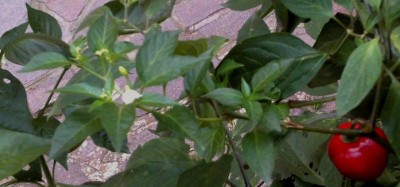 annuum su rocoto 2.jpg