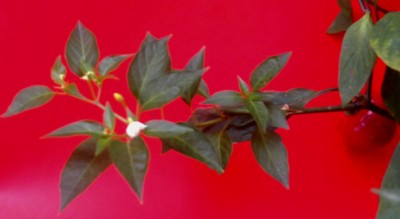 annuum su rocoto 3.jpg