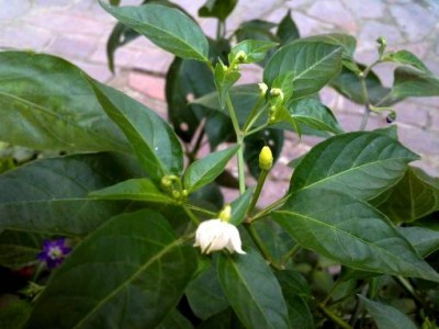 annuum su rocoto 4.jpg