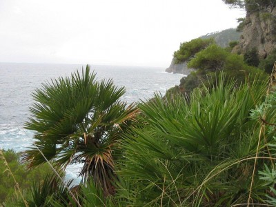 Chamaerops humilis.jpg