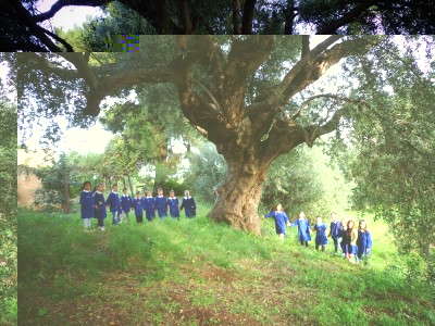 Gli alunni della 1A Scuola Primaria Giannone di Cagnano Varano intornoa  un ulivo di 2000 anni (1).JPG