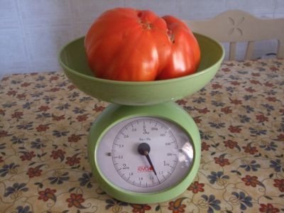 POMODORO KG 1,3 -.JPG