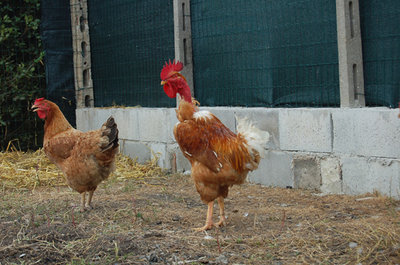 galline-002.jpg