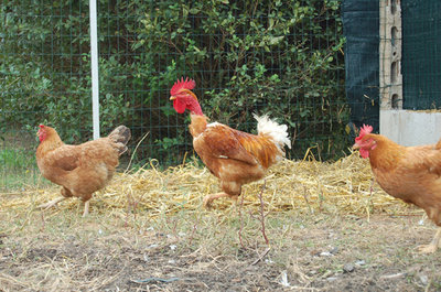 galline-004.jpg