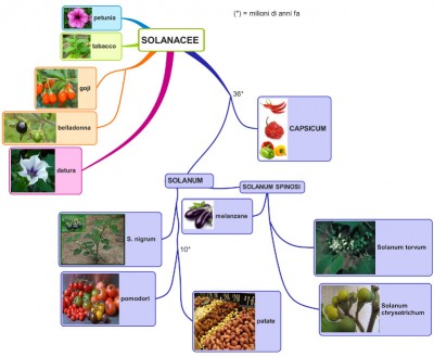 SOLANACEE01.jpg