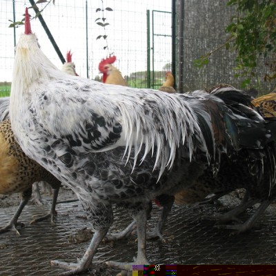 dettaglio bianconero macchiato.JPG