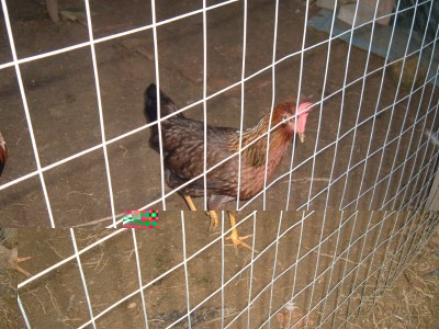 italiener gallina.jpg