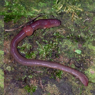 earthworm.jpg